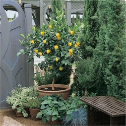 Lemon Tree - Citrus limon