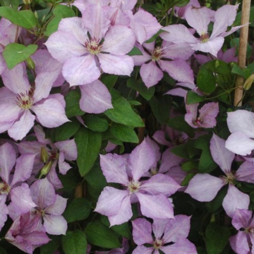 Clematis Margaret Hunt