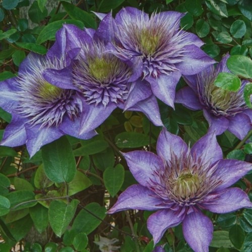 Clematis Multi Blue