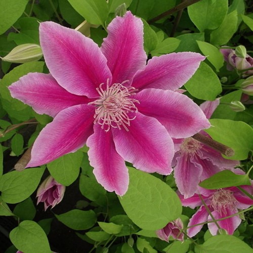 Clematis Dr. Ruppel