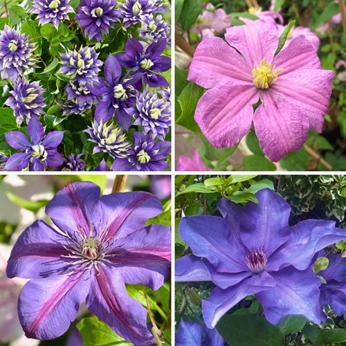 Clematis Climbing Plants Mix Purple & Pink (Four-Pack)