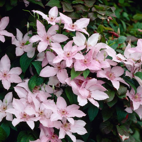 Clematis Pink Fantasy