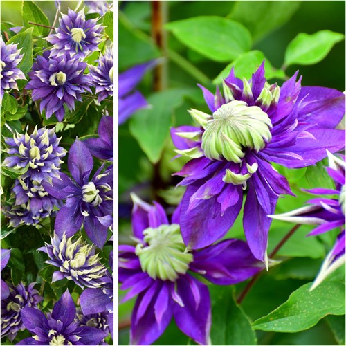 Clematis Taiga