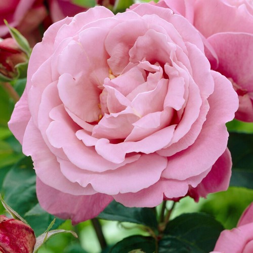 Climbing Rose Waltz Time - Rosa