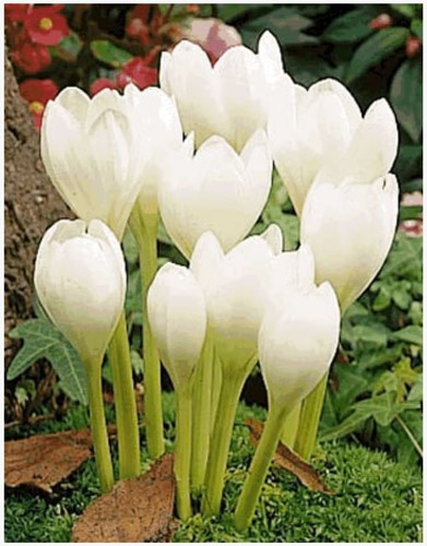 Colchicum autumnale Album - Autumn crocus