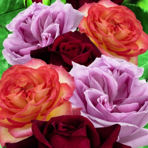 Collection Roses Perfumed - Rosa