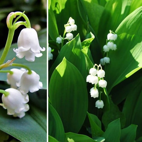 Lily of the Valley (Large Pack) - Convallaria Majalis