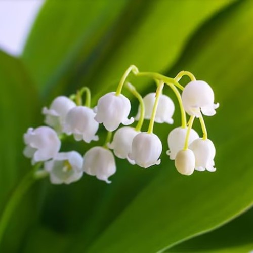 Convallaria Majalis - Lily of the Valley