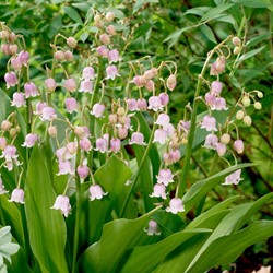 Lily of the Valley Pink - Convallaria Majalis
