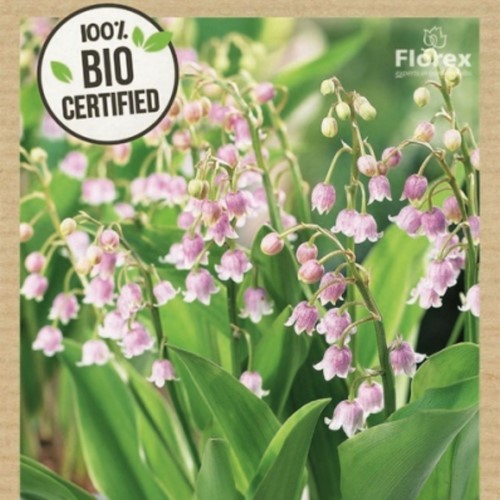 Convallaria Majalis Rosea - Lily of the valley 100% BIO
