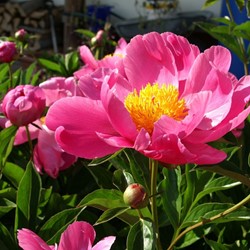 Paeonia Coral Sunset - Peony