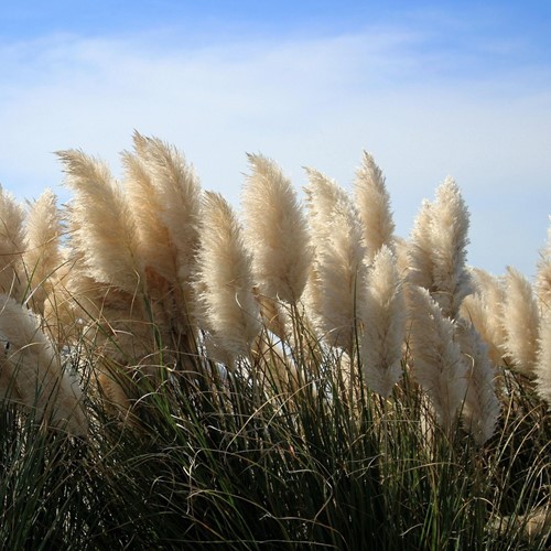 Pampas Grass White - Cortaderia selloana