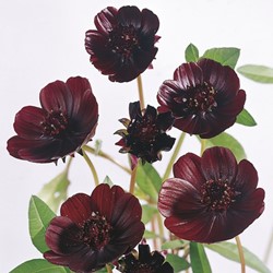 Cosmos atrosanguineus - Chocolade Cosmos