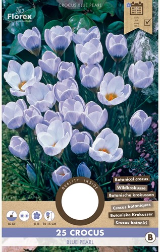Crocus Blue Pearl - Crocus Chrysanthus