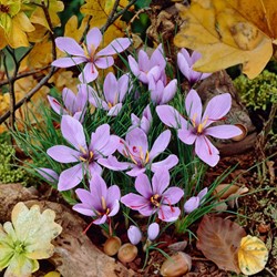 Saffron Crocus - Crocus sativus