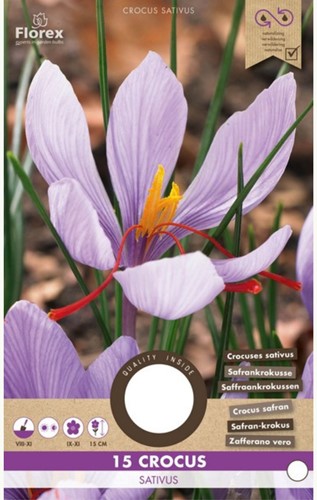 Saffron Crocus - Crocus sativus