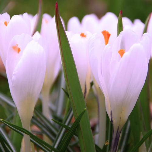 Crocus Sieberi Firefly - Sieber's Crocus