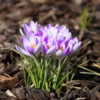 Crocus Vanguard - Crocus vernus