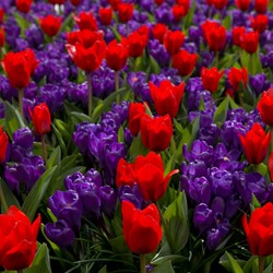 Tulip and Crocus Mix