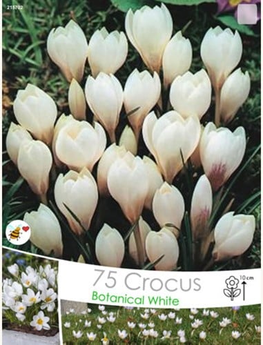 Crocus Miss Vain