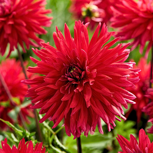 Dahlia Acapulco - Dahlia Cactus Red