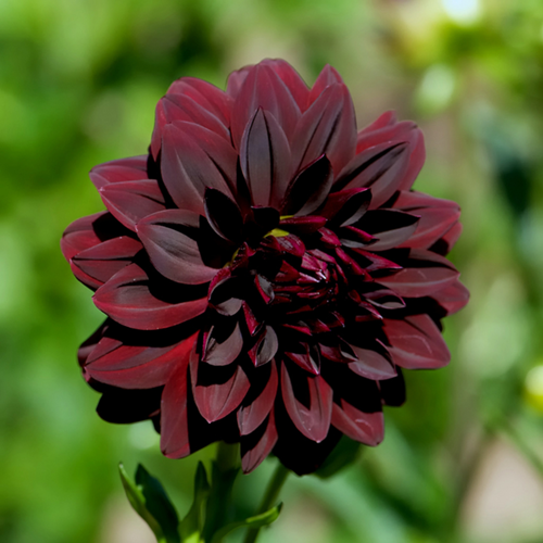 Dahlia Decorative Arabian Night