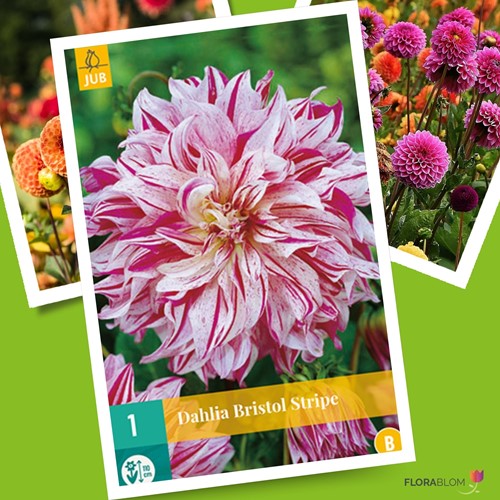 Dahlia Dinnerplate Bristol Stripe