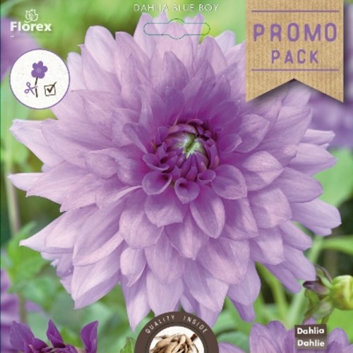 Dahlia Decorative Blue Boy