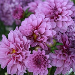 Dahlia Decorative Blue Boy