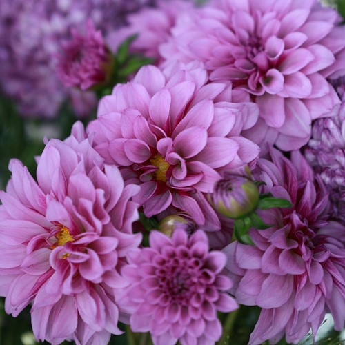 Dahlia Decorative Blue Boy