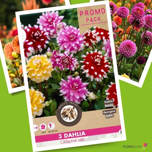 Dahlia Catalina Mix
