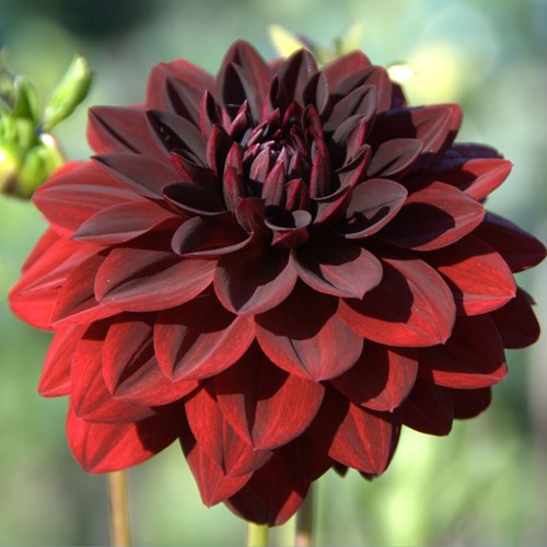 Dahlia Arabian Night - Dahlia Decorative