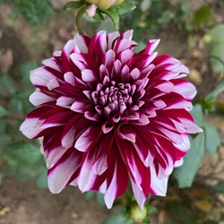 Dahlia Decorative Mystery Day