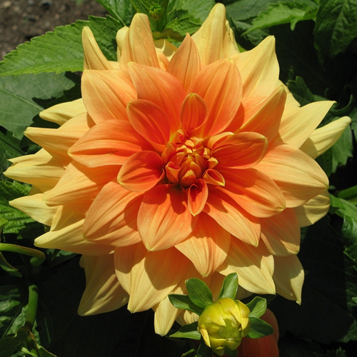 Dahlia Decorative Orange