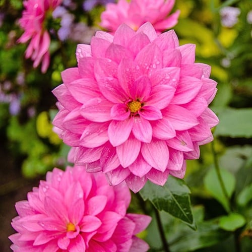 Dahlia Fascination