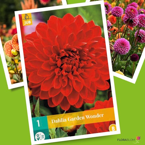 Dahlia Decorative Garden Wonder