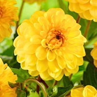 Dahlia Pompon Yellow - Dahlia golden scepter