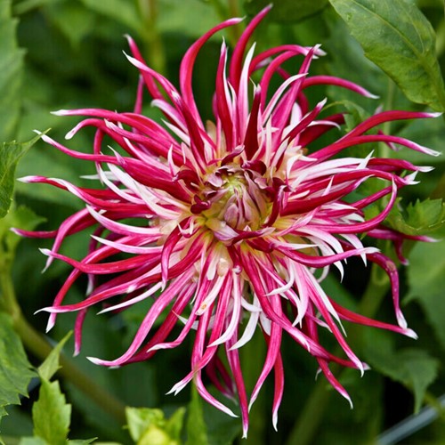 Dahlia Hollyhill Spiderwoman - Dahlia Cactus