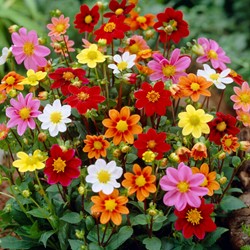 Dahlia Isabella Mix