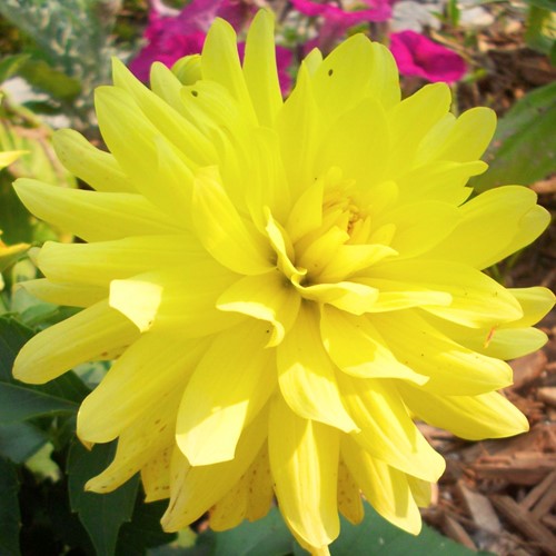 Dahlia Dinnerplate Kelvin Floodlight
