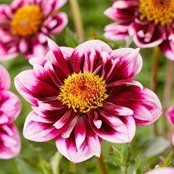 Dahlia Liquid Desire