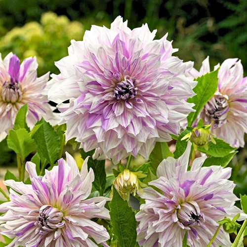 Dahlia Mom's Special