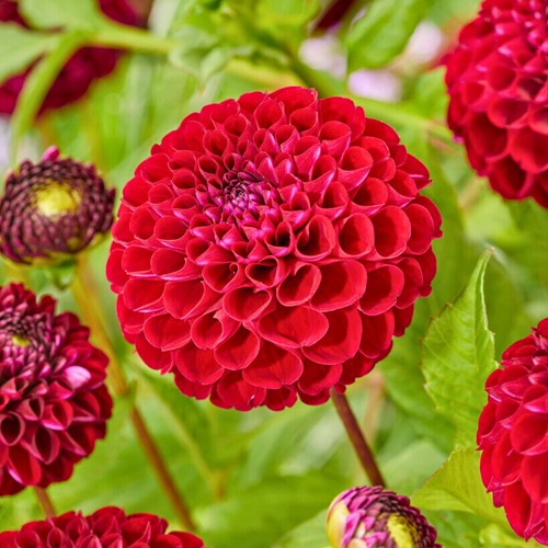 Dahlia Natal - Dahlia pompon