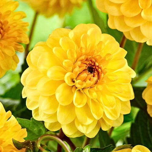 Dahlia Pompon Yellow - Dahlia golden scepter