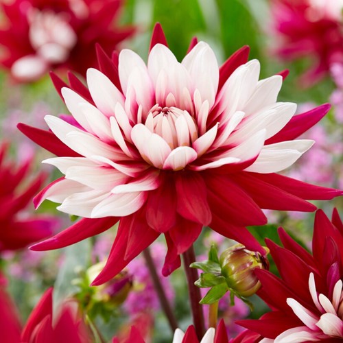 Dahlia Rebecca's World 
