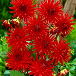 Dahlia Red Pigmy – Semi-cactus dahlia