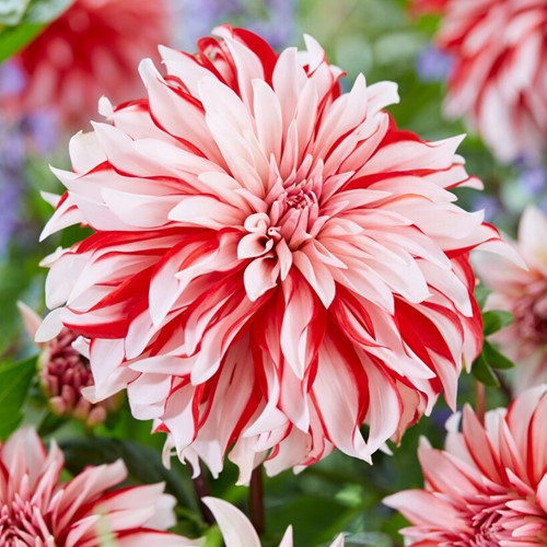 Dahlia Decorative Santa Claus