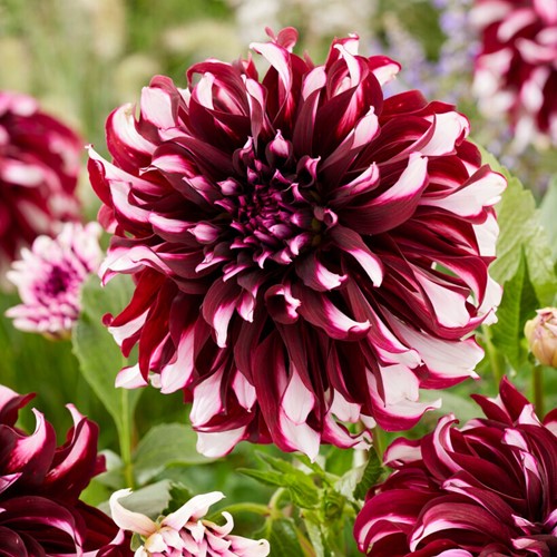 Dahlia Tartan - Dahlia dinnerplate