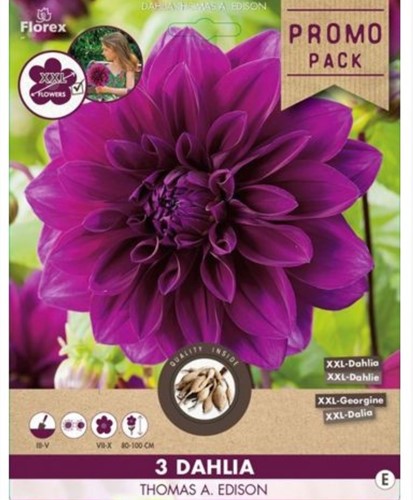Dahlia Decorative Purple