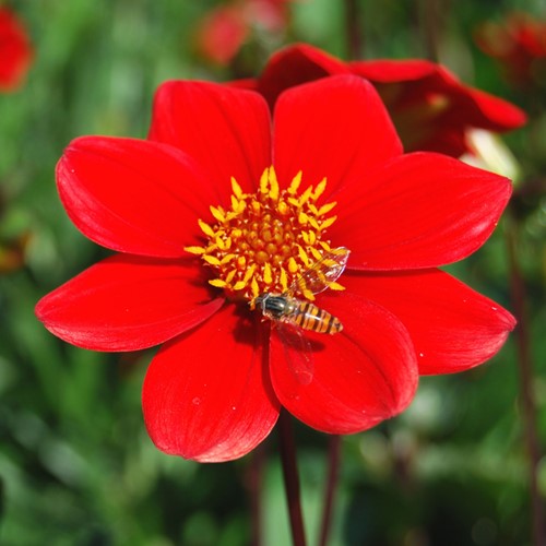 Dahlia Topmix Red